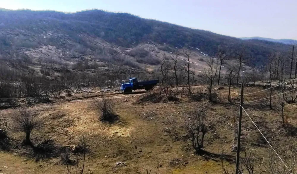 Medvjed usmrtio tele nadomak kuće u selu Busak, nadomak Banjana i Nik&scaron;ićkih Rudina