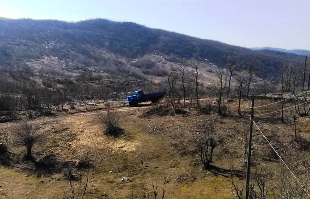 Medvjed usmrtio tele nadomak kuće u selu Busak, nadomak Banjana i Nik&scaron;ićkih Rudina