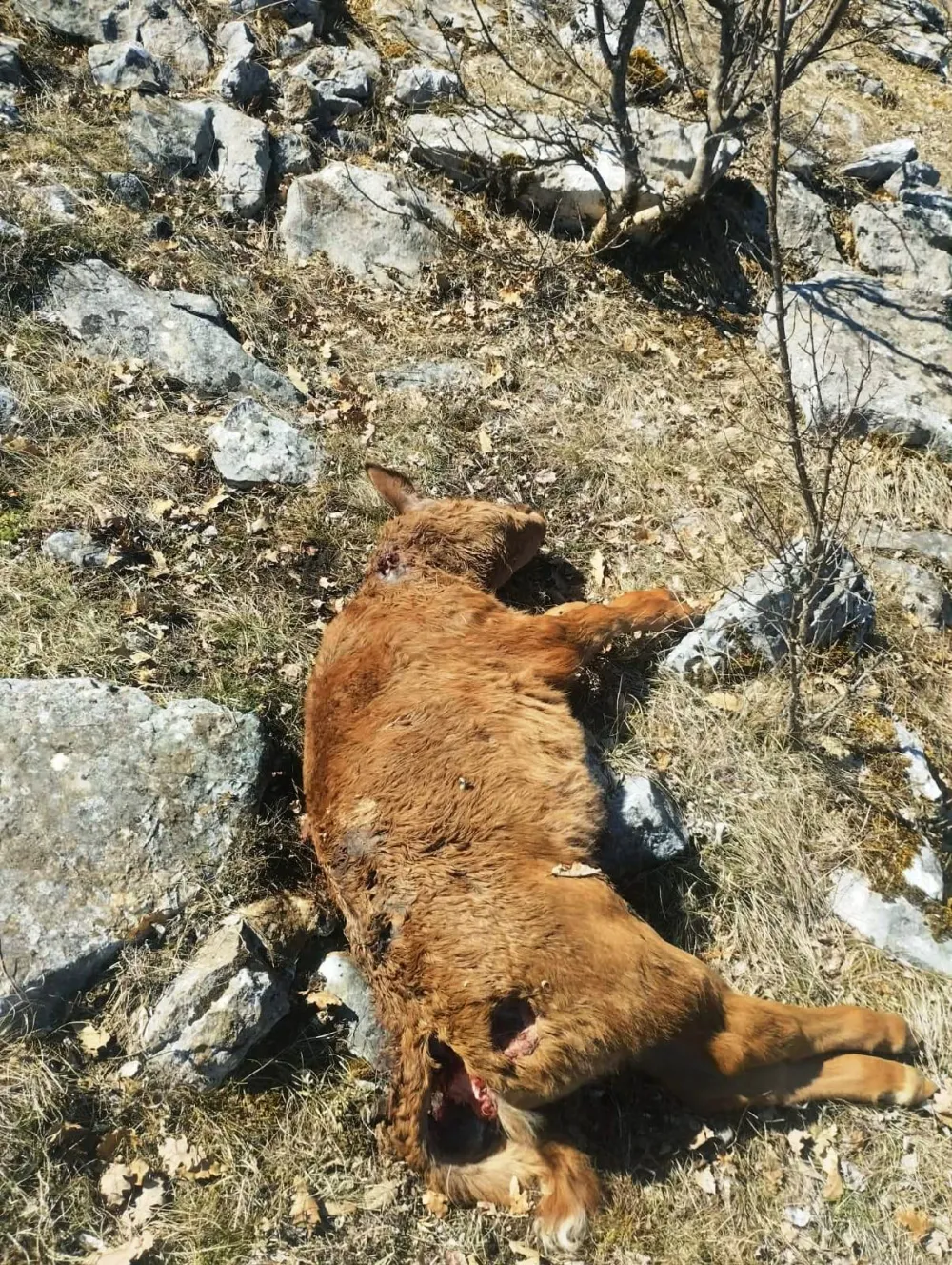 Medvjed usmrtio tele nadomak kuće u selu Busak, nadomak Banjana i Nik&scaron;ićkih Rudina