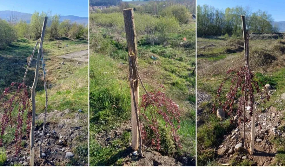 U Beranama vandalizam bez kazne, institucije bez odgovora