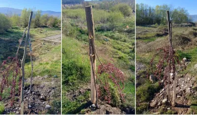 U Beranama vandalizam bez kazne, institucije bez odgovora