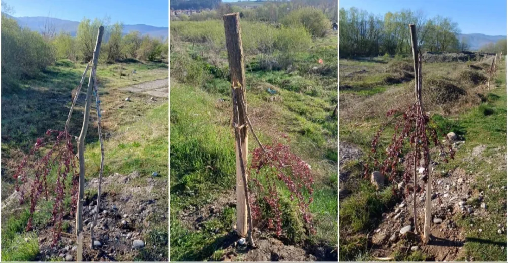 U Beranama vandalizam bez kazne, institucije bez odgovora