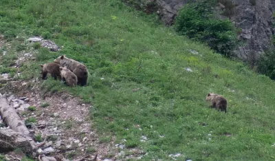Opasna zvijer lani u 48 slučajeva napravila &scaron;tetu: U Crnoj Gori 400 medvjeda