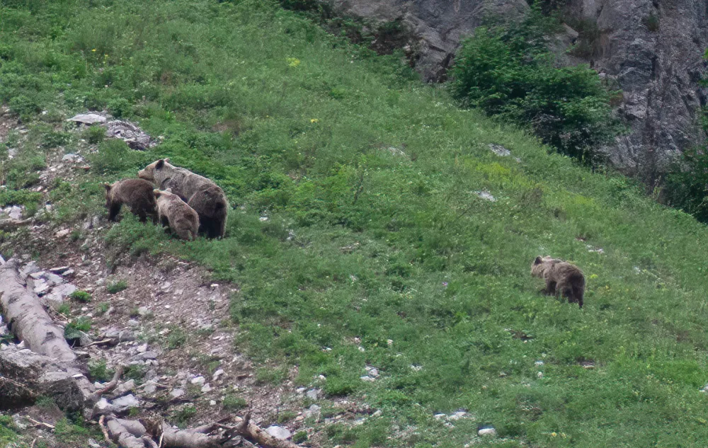 Opasna zvijer lani u 48 slučajeva napravila &scaron;tetu: U Crnoj Gori 400 medvjeda