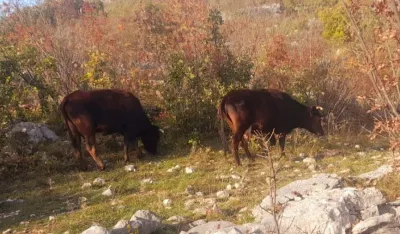 Iz budžeta Op&scaron;tine Nik&scaron;ić najvi&scaron;e novca za unapređenje stočarstva