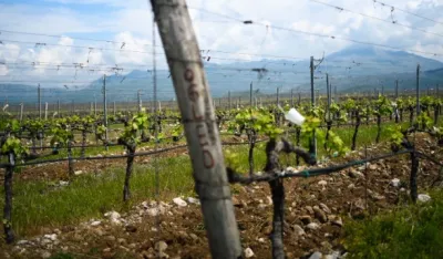 Plantaže ostvarile 3,99 miliona eura dobiti u pro&scaron;loj godini