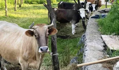 Vlasnik mljekare "Nika" prekinuo otkup mlijeka u Župi nik&scaron;ićkoj, blokada puteva u najavi