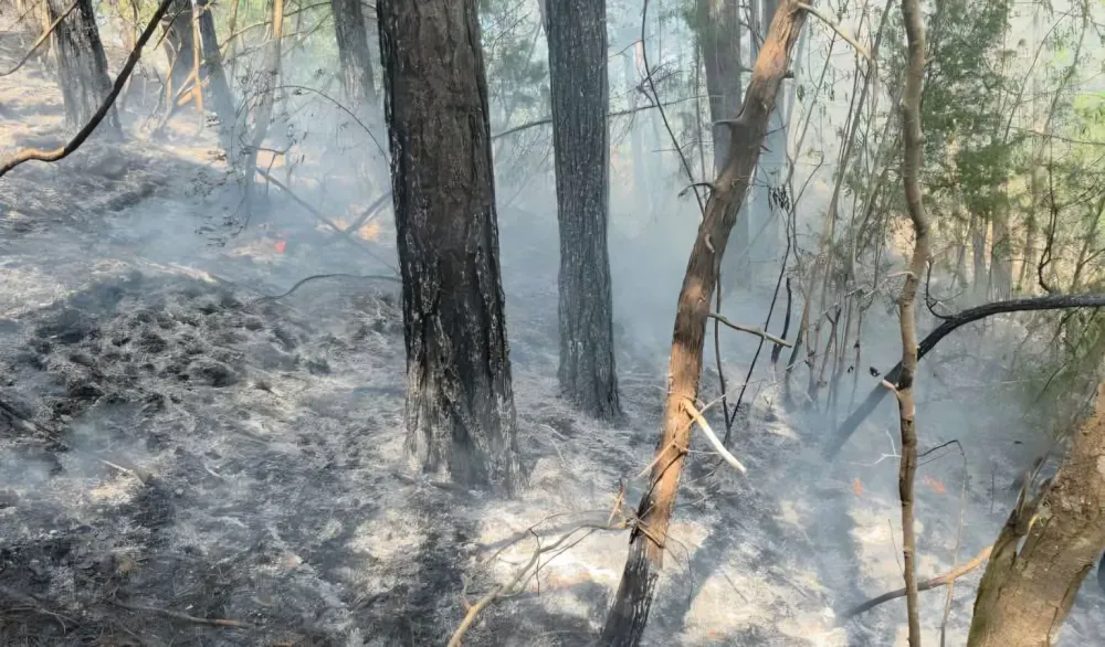 Požar na Boroviku, vjetar otežava ga&scaron;enje