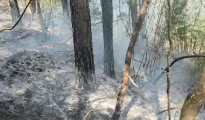 Požar na Boroviku, vjetar otežava ga&scaron;enje