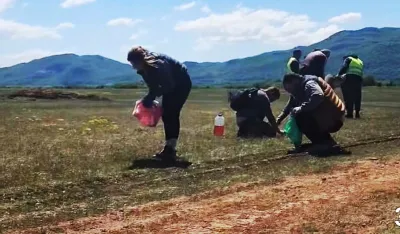 Mi&scaron;omor na ispa&scaron;i 700 ovaca, dva lica saslu&scaron;ana zbog prosipanja otrova