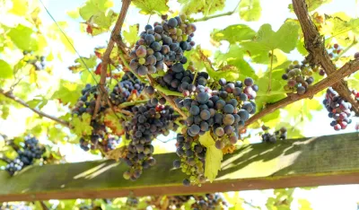 Objavljeno vi&scaron;e poziva za pružanje podr&scaron;ke za vino