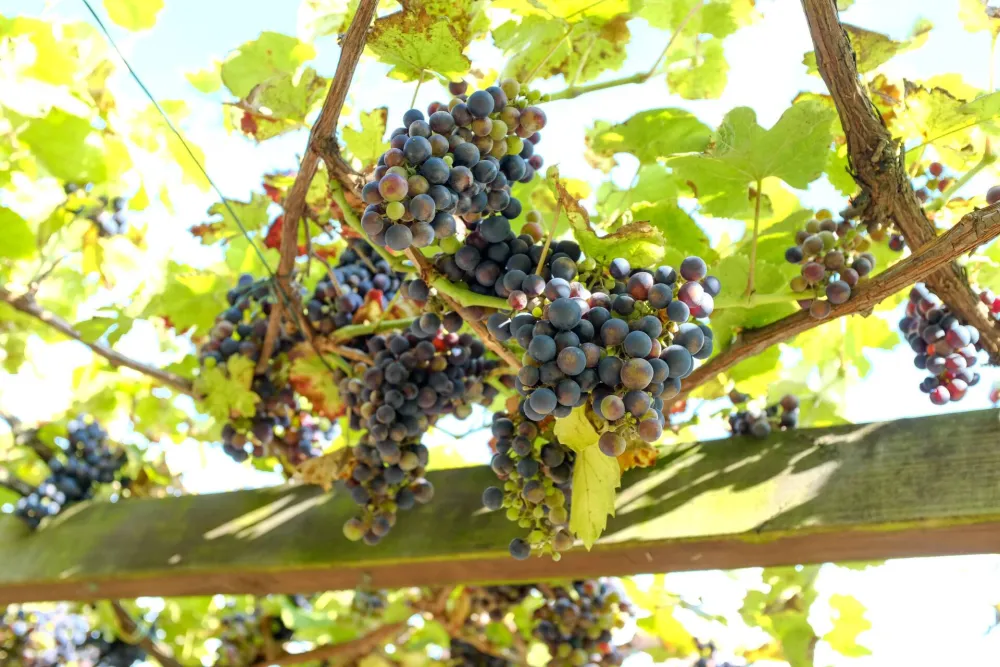 Objavljeno vi&scaron;e poziva za pružanje podr&scaron;ke za vino