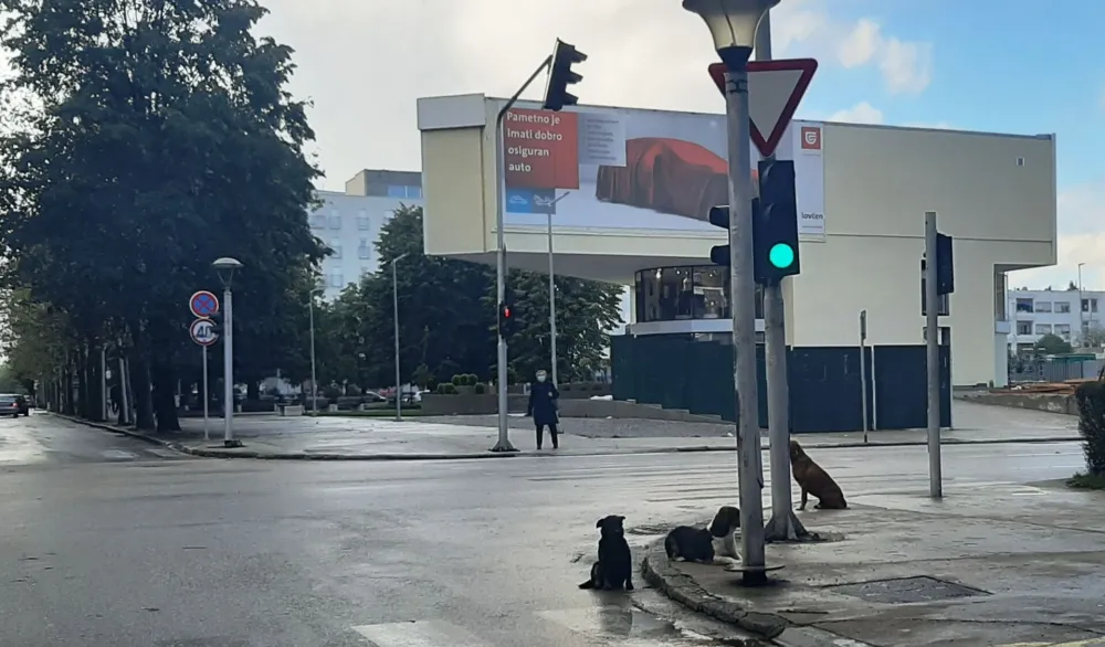 Iako napu&scaron;tene životinje pričinjavaju velike &scaron;tete, nijesu krivi psi nego sistem