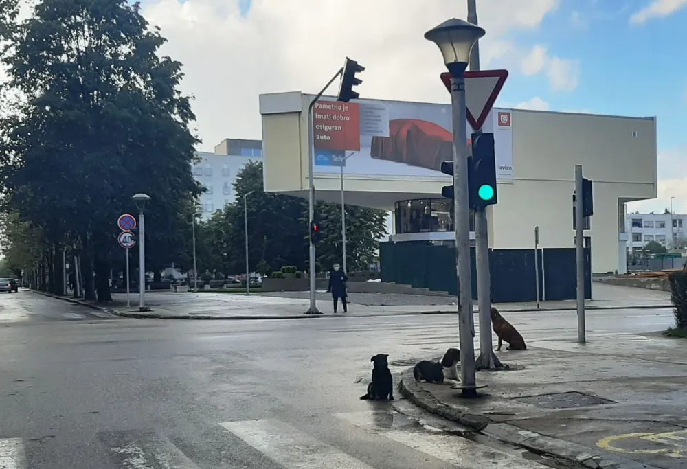 Iako napu&scaron;tene životinje pričinjavaju velike &scaron;tete, nijesu krivi psi nego sistem