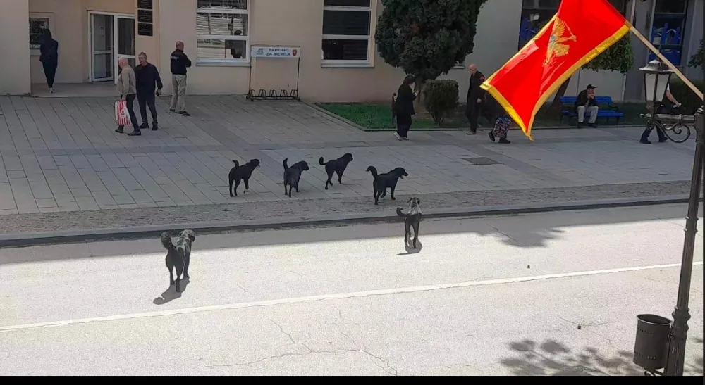 Iako napu&scaron;tene životinje pričinjavaju velike &scaron;tete, nijesu krivi psi nego sistem