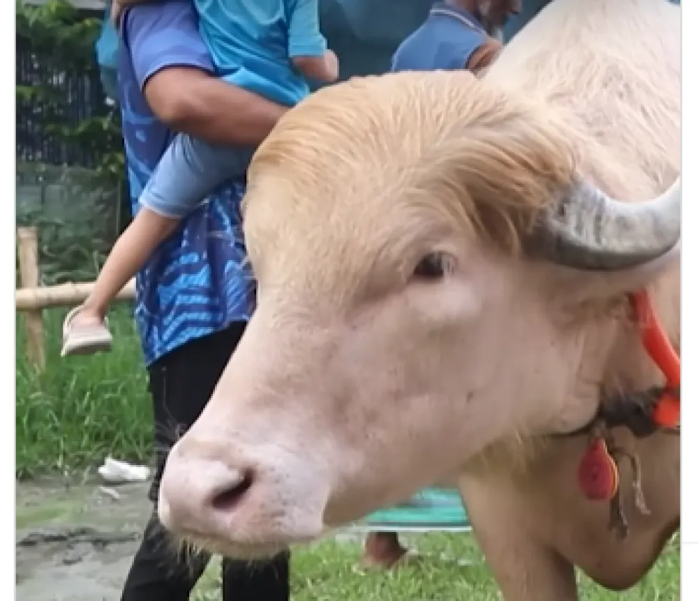 Albino bik