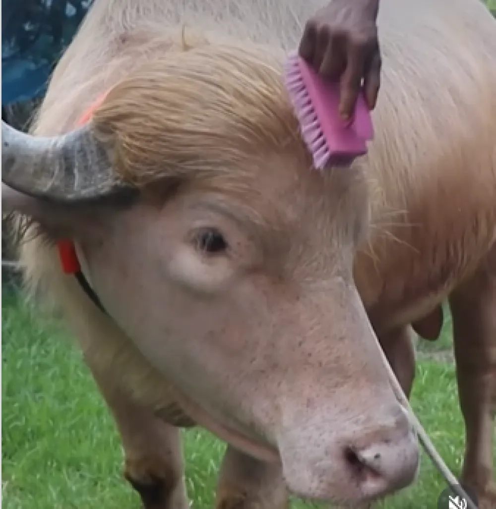Albino bik