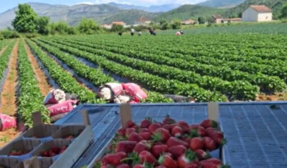 Za 585 gazdinastava u Tuzima 619.500 eura