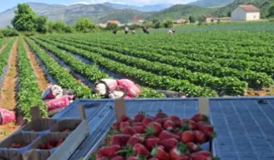 Za 585 gazdinastava u Tuzima 619.500 eura