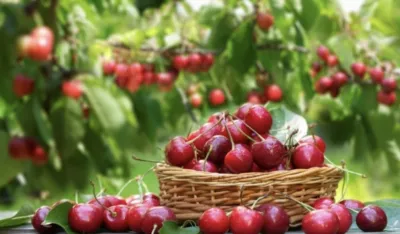 Tre&scaron;nje su zdrave, ali ne za svakoga: Ove grupe treba da budu oprezne