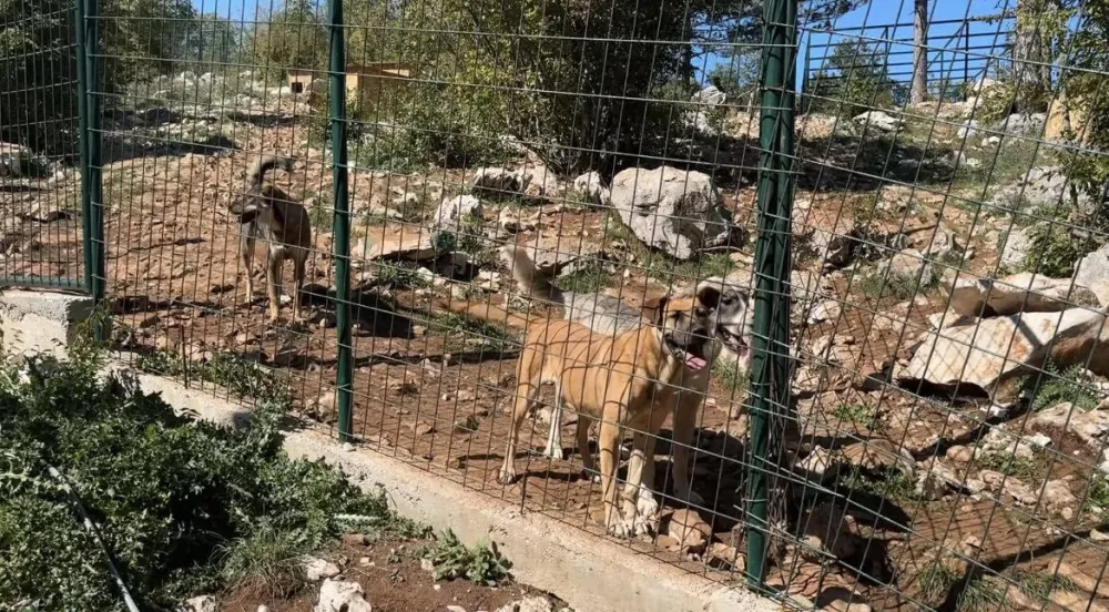 Sa nik&scaron;ićkih ulica sklonjen 101 pas, udomljeno 35