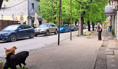 Za deceniju zbog ujeda pasa lutalica Op&scaron;tina Nik&scaron;ić isplatila 3,3 miliona eura