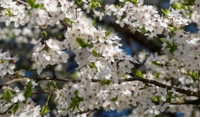 Danas pretežno sunčano, do 35 stepeni