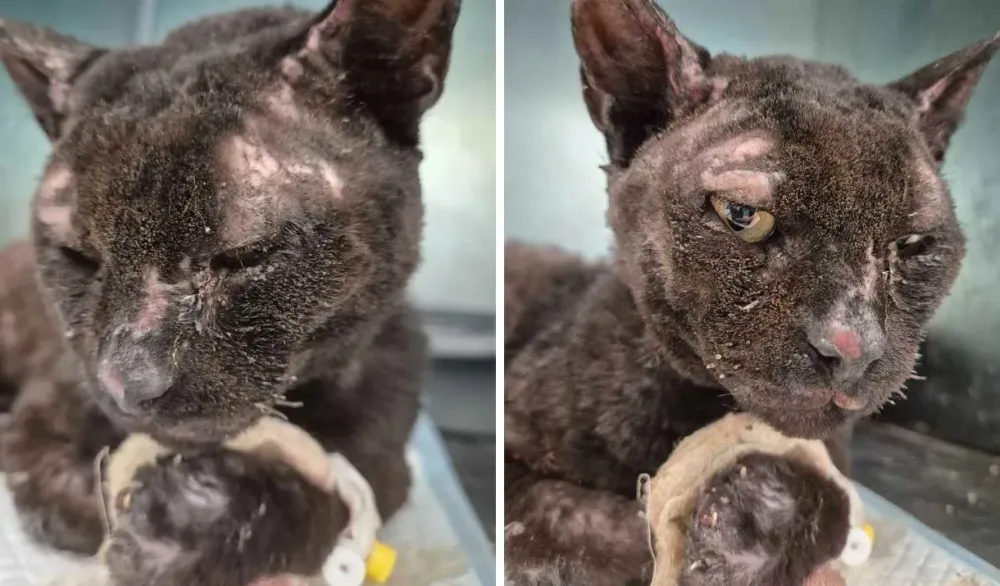 Sjajan gest Mostarke: Spasila izmučenog mačka iz požara, veterinarska stanica snosiće sve tro&scaron;kove