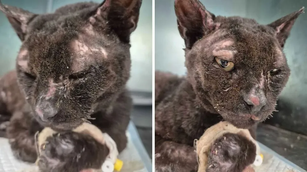 Sjajan gest Mostarke: Spasila izmučenog mačka iz požara, veterinarska stanica snosiće sve tro&scaron;kove