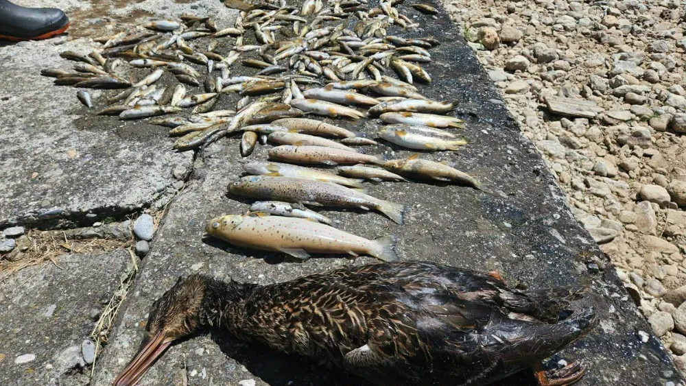 Formiran predmet povodom pomora ribe u Rožajama