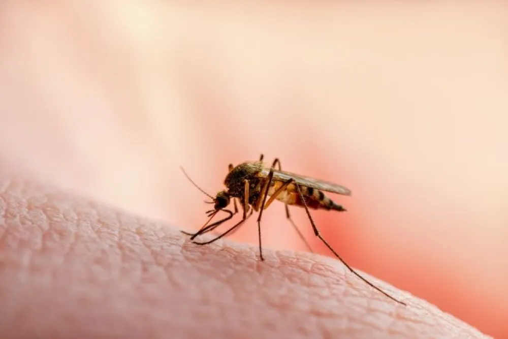 Naučnici objasnili za&scaron;to če&scaron;anje nakon ujeda insekata pogor&scaron;ava svrab