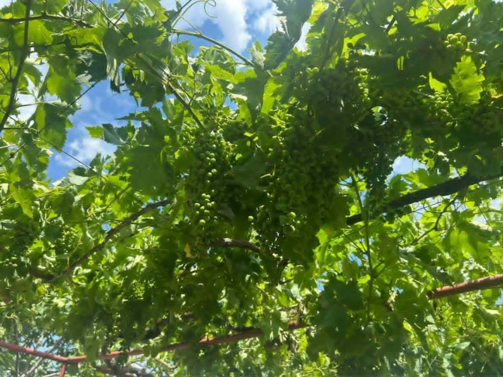 &Scaron;tetu od grada prijavilo 20 građana