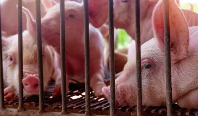 Zbog afričke kuge eutanazija 10.000 svinja na farmi u Sremu