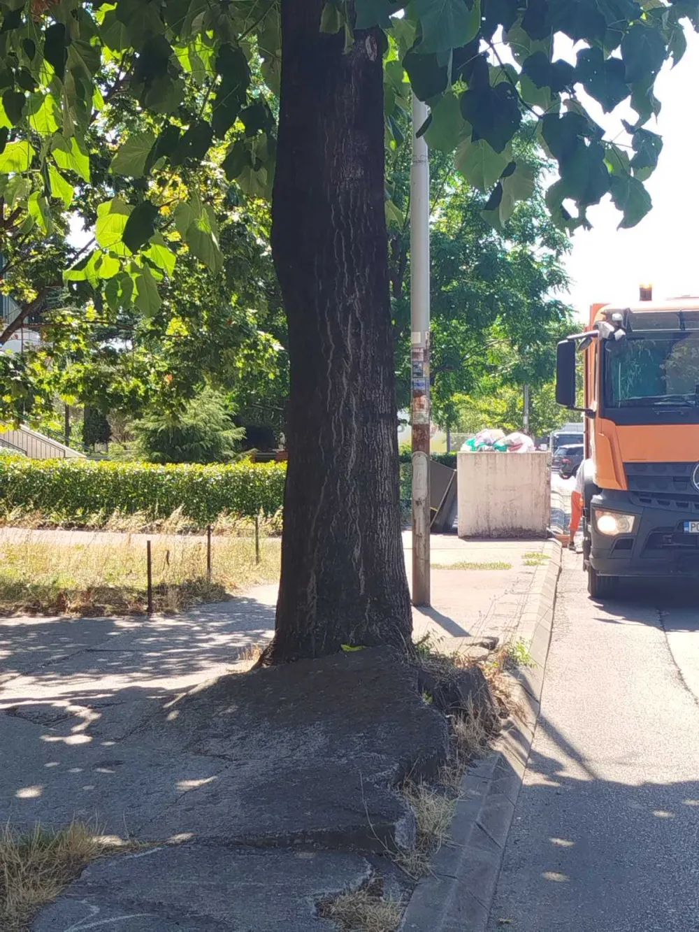 Drveće koje je podiglo trotore u Ulici 8. marta mora da se posiječe