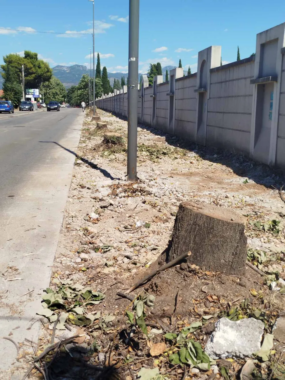 Drveće koje je podiglo trotore u Ulici 8. marta mora da se posiječe