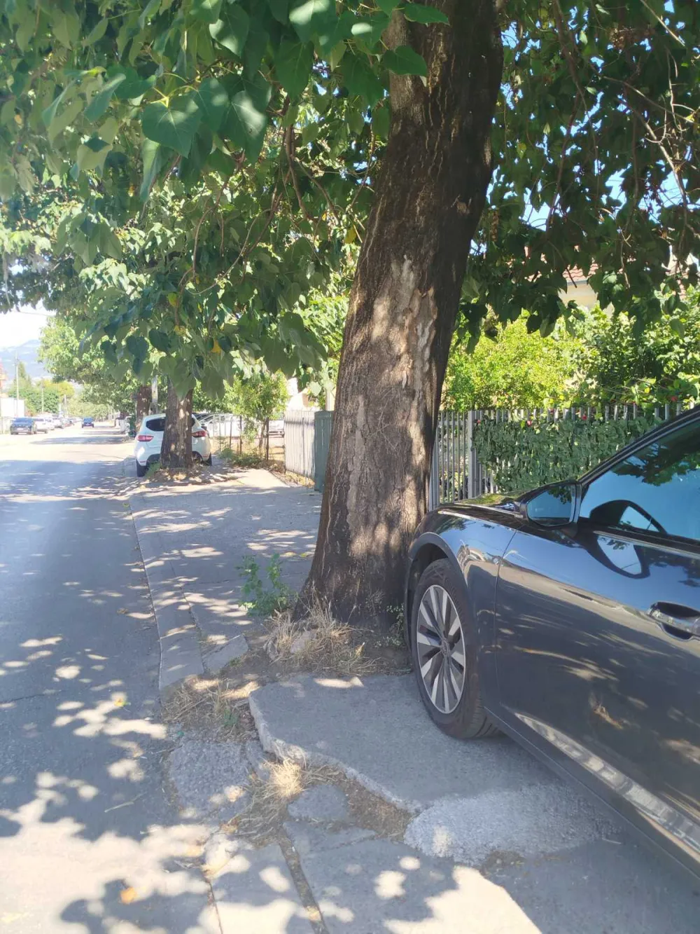 Drveće koje je podiglo trotore u Ulici 8. marta mora da se posiječe