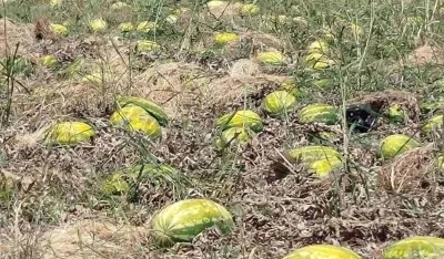 Тоне лубенице трули у баштама 