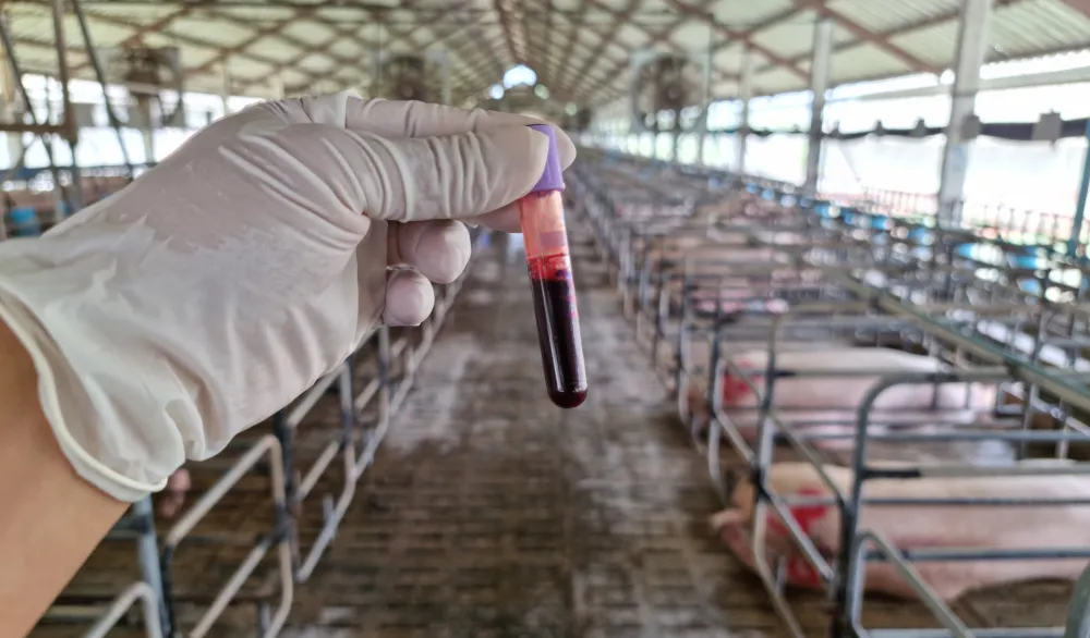 Virus afričke kuge svinja aktivan u 52 naseljena mjesta u Srbiji, situacija na terenu nije dobra