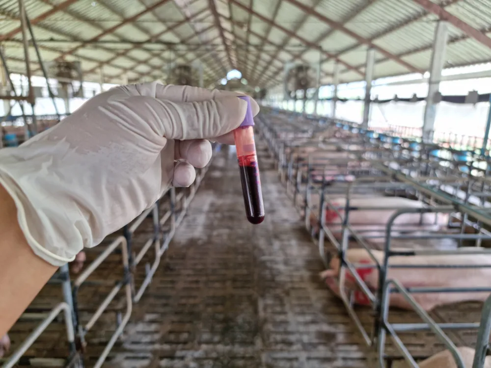 Virus afričke kuge svinja aktivan u 52 naseljena mjesta u Srbiji, situacija na terenu nije dobra