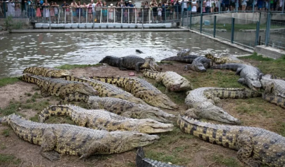 Krokodili Čuvari zatvora