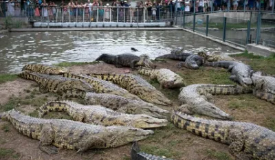 Krokodili Čuvari zatvora