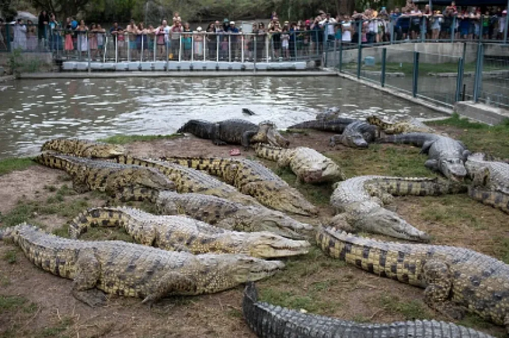 Krokodili Čuvari zatvora