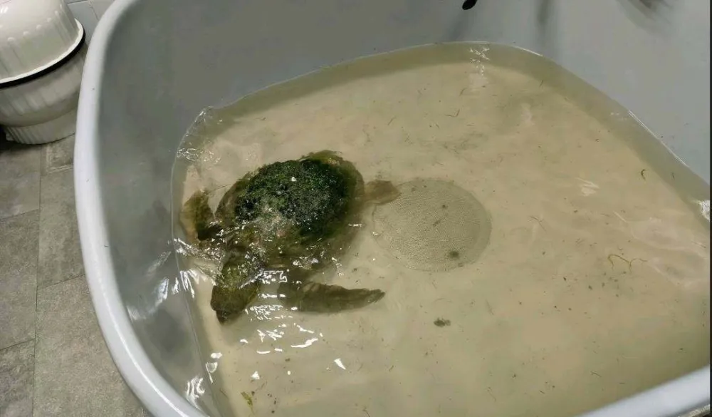 Zbrinuta povrijeđena morska kornjača u Akvarijumu Boka, pred njom je dug oporavak