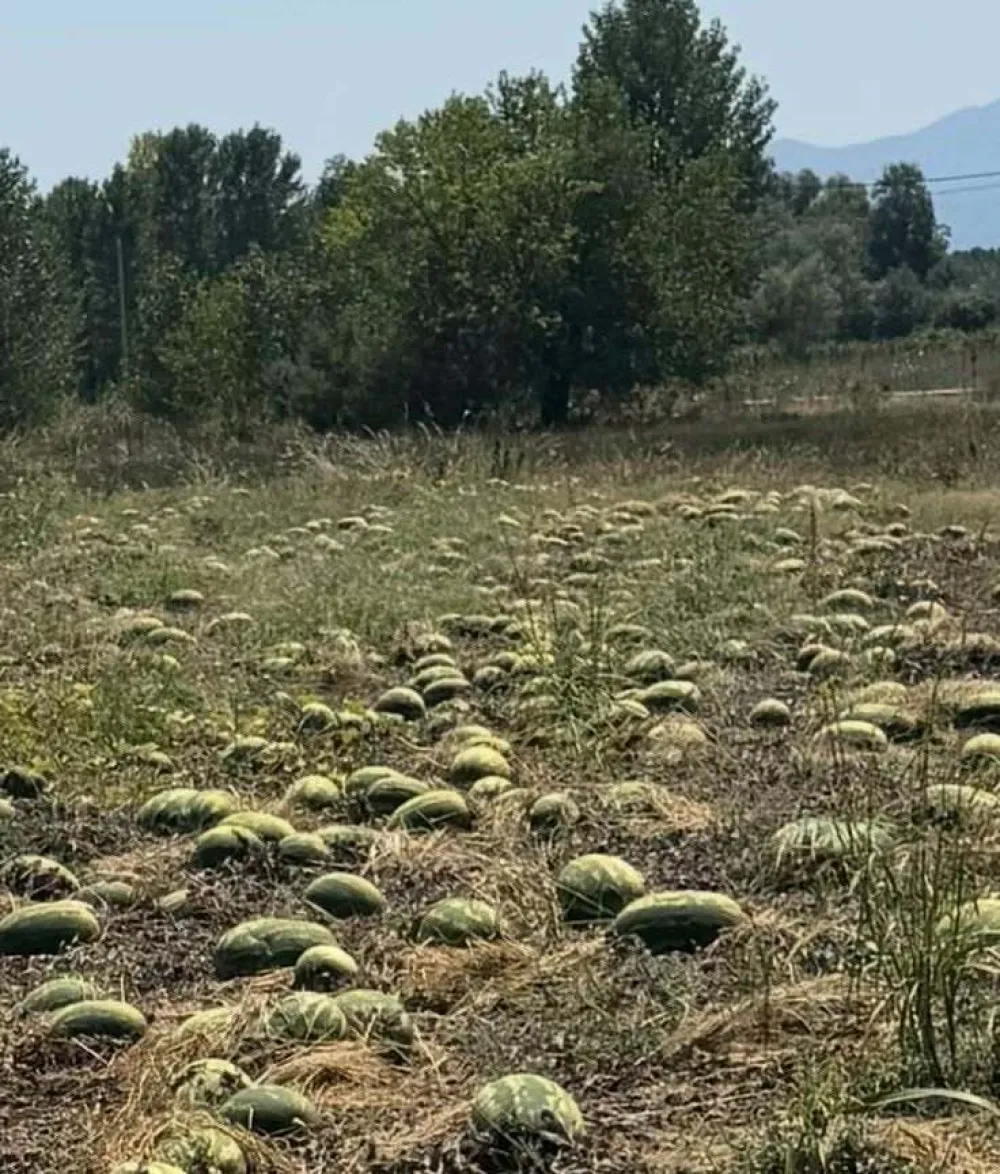 U ba&scaron;tama velike količine neubrane lubenice 