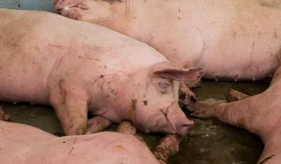 Afrička kuga svinja ne jenjava u Srbiji, najveća žari&scaron;ta u Sremu i Mačvi