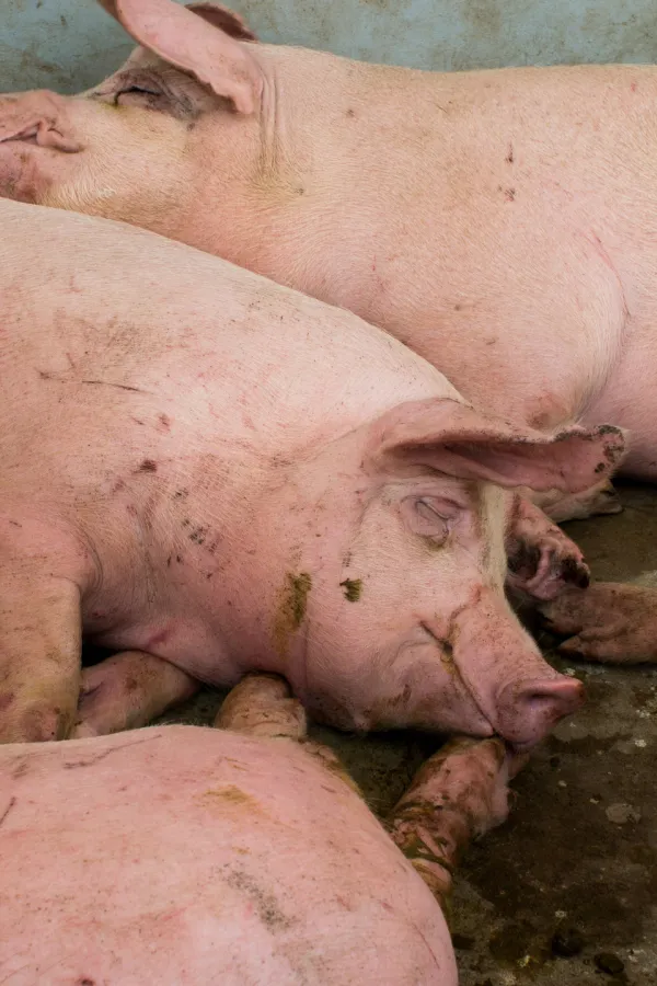 Afrička kuga svinja ne jenjava u Srbiji, najveća žari&scaron;ta u Sremu i Mačvi