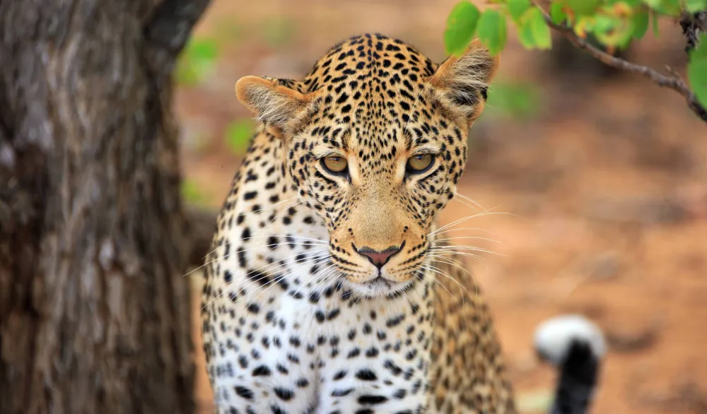 Leopard upao u prodavnicu pića, obarao fla&scaron;e i napao prodavca