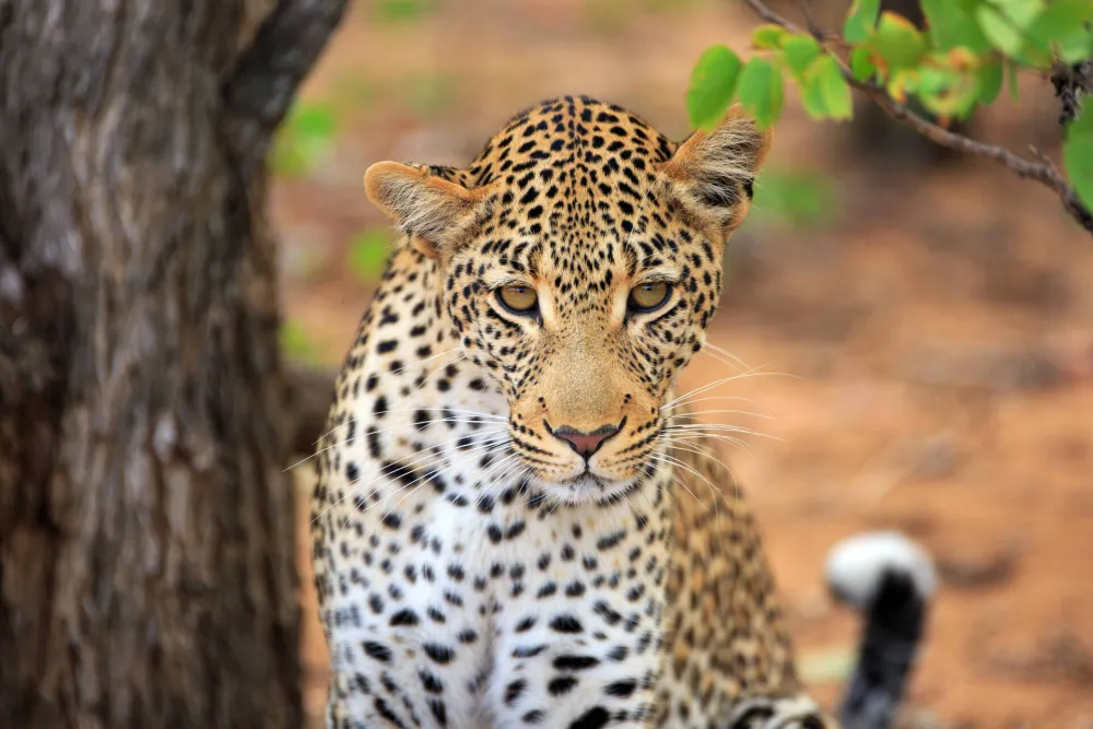 Leopard upao u prodavnicu pića, obarao fla&scaron;e i napao prodavca