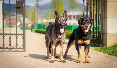 Ovo su rase pasa koje važe za najbolje za&scaron;titnike