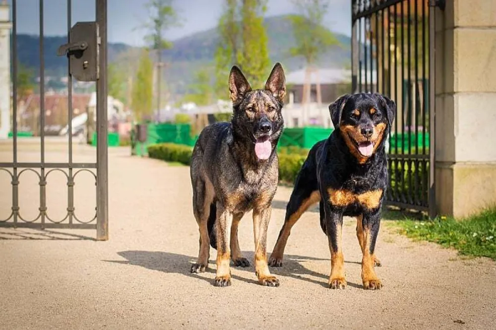 Ovo su rase pasa koje važe za najbolje za&scaron;titnike